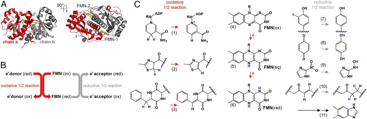 An overview of NTR superfamily structure and reaction diversity