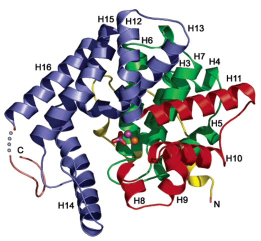 Enzyme Activity Measurement for 3',5'-Cyclic-Nucleotide Phosphodiesterase