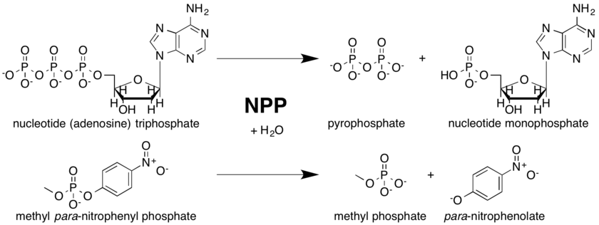 Net reaction scheme for Nucleotide Pyrophosphatase/Phosphodiesteras