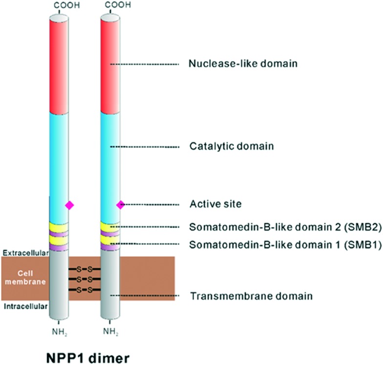 Structure of the NPP1 dimer, modified from Stefan et al