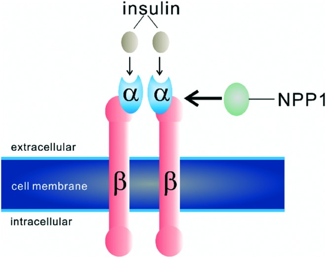 Binding of NPP1 to the insulin receptor, modified from Abate et al
