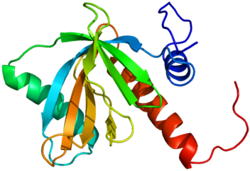 Numb-associated kinase (NAK) family