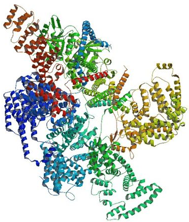 Other PEK family kinases