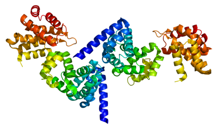 Other PEK family kinases