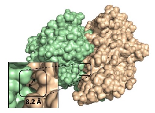 Close-up of the entrance to channel leading into to interior void of pyranose oxidase from Trametes ochracea (1TT0)