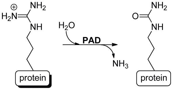 PADs catalyze the hydrolysis of peptidyl-arginine to peptidyl-citrulline