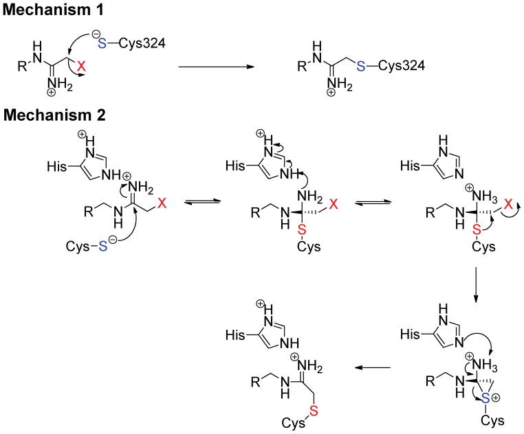 The proposed mechanisms of PAD inactivation by halo-acetamidine based  inhibitors