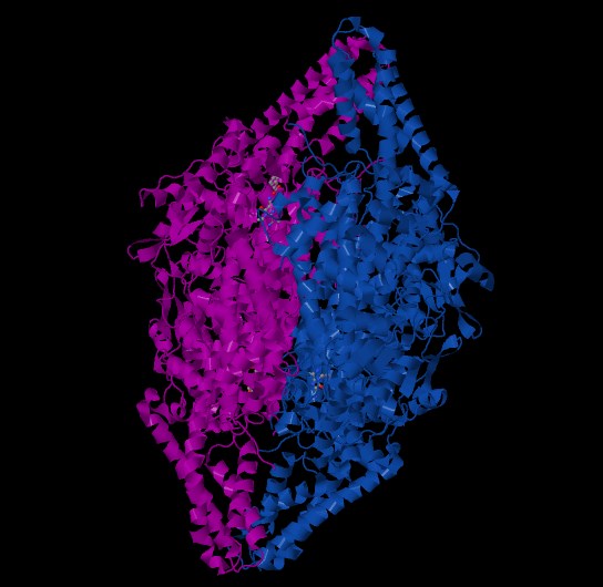 Protein structure of PAL.