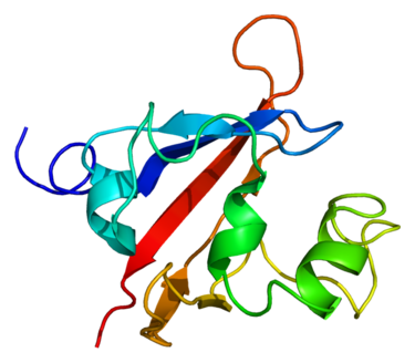 Protein structure of PASK.
