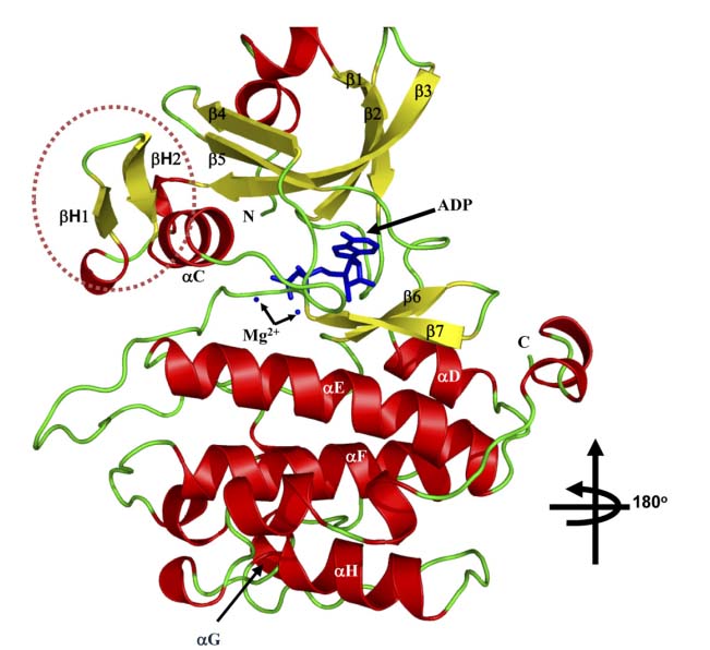 Crystal structure of the kinase domain of PASK.