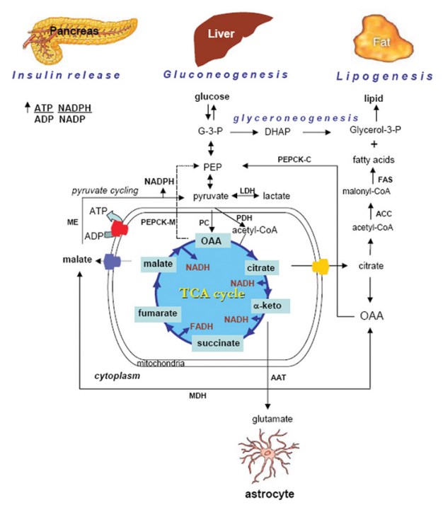 Anaplerotic role of PC in various mammalian tissues