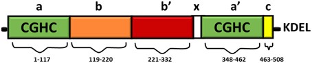 Domain structure of PDI