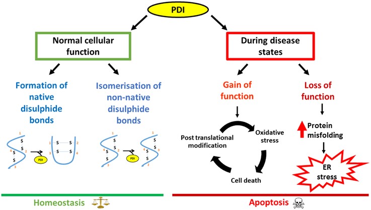 Schematic diagram outlining the dual nature of PDI, focusing on  neurodegenerative disorders as an example