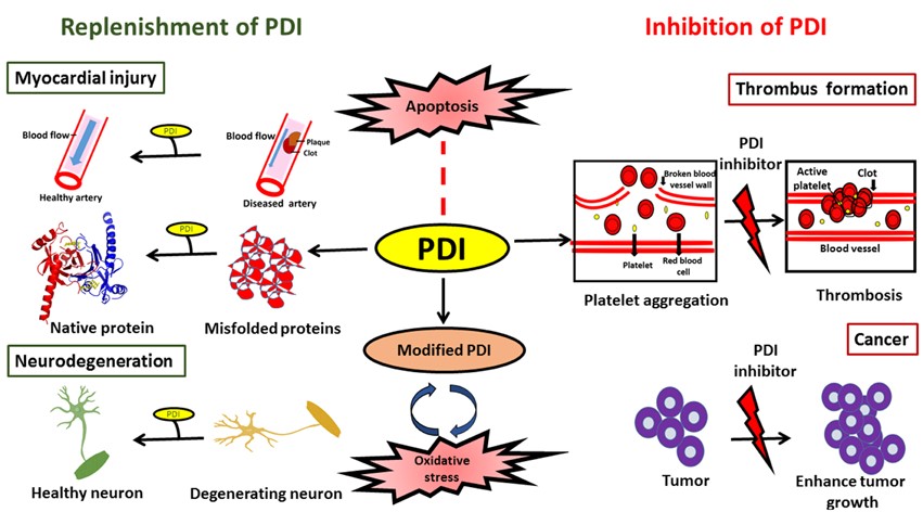 Schematic diagram illustrating possible therapeutic applications to modulate PDI function 
