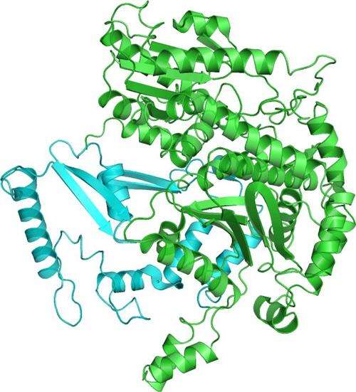 Structure of Phosphoglucose isomerase.