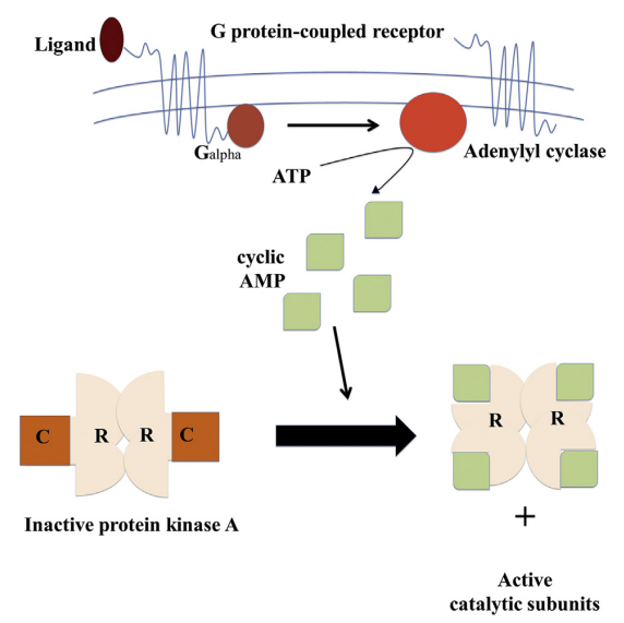 Activation and inactivation mechanism of cAMP-dependent protein kinase A (PKA) 