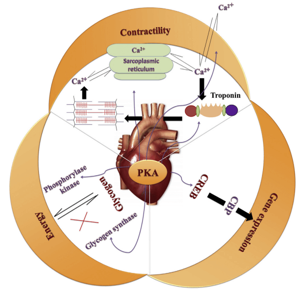 Role of protein kinase A (PKA) in normal heart function