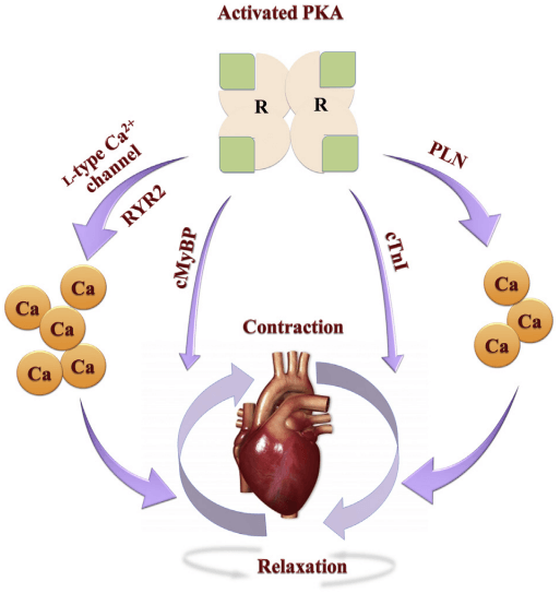 Role of activated Protein kinase A (PKA) in the excitation coupling mechanism and cardiac contraction and relaxation