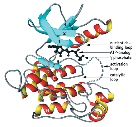 Structure of Protein Kinase-C.