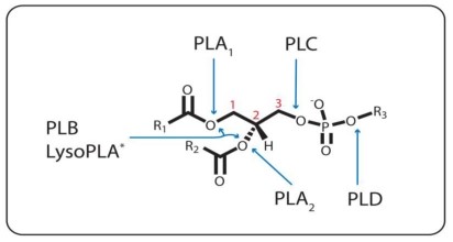 Ester Bond Specificity of the Phospholipases. PLA1, PLA2, and PLC catalyze the hydrolysis of the ester bond emanating from the sn-1(1), sn-2 (2), and sn-3 (3) carbon, respectively