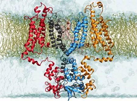 Membrane protein.