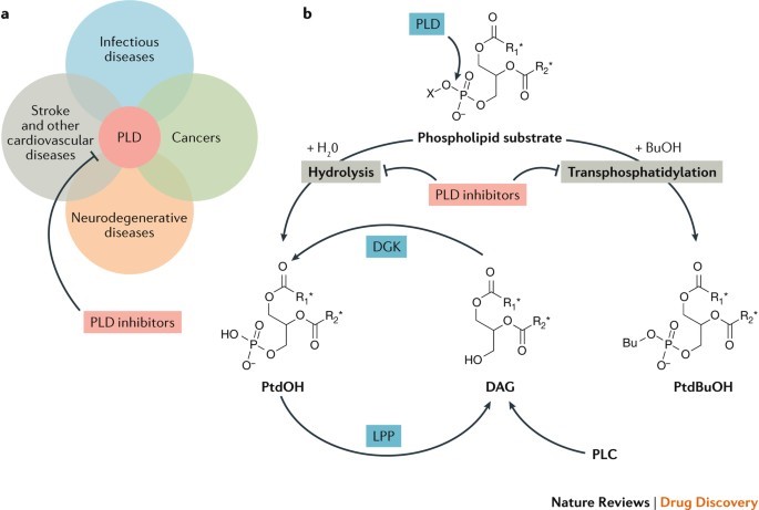 Recent findings have implicated phospholipase D (PLD) enzymes as therapeutic targets in a variety of human diseases