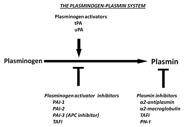 Components of the plasminogen-plasmin system