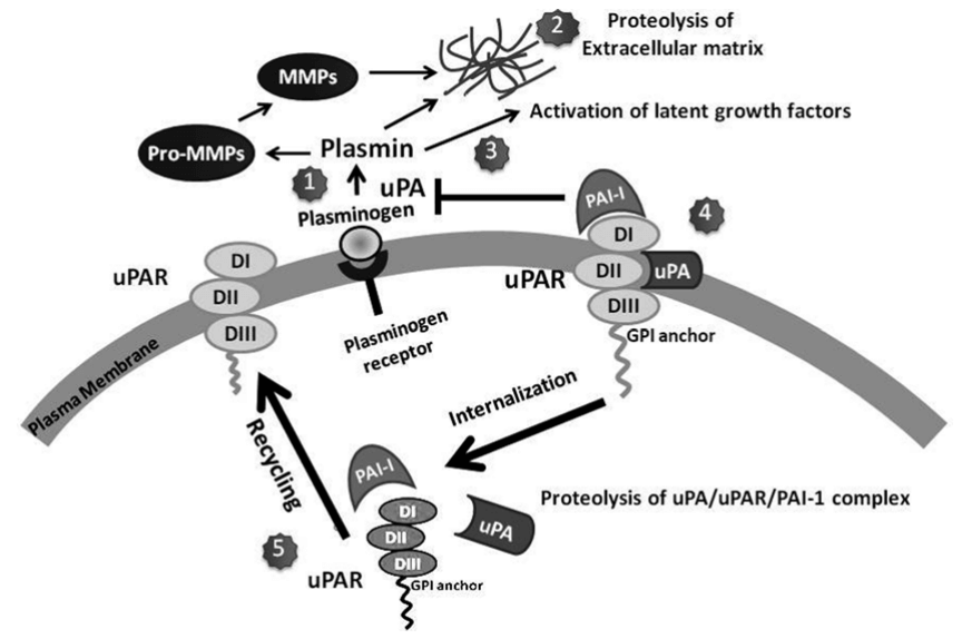 Known steps in the activity of the plasminogen-plasmin system on the cell surface