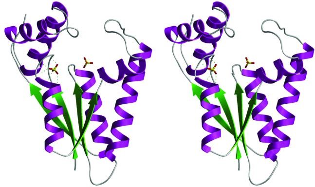 Structure of the 5′-kinase domain. A stereo ribbon image is shown with the central β-sheet in green and flanking α helices in purple