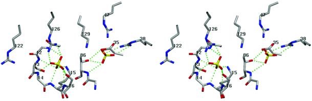 Pnk active site