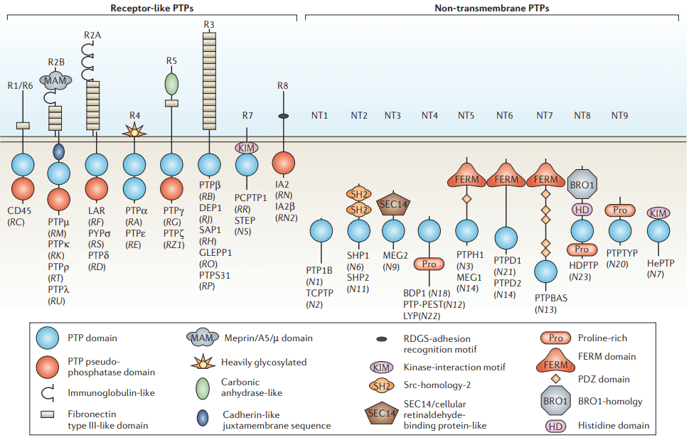 The classical PTPs 