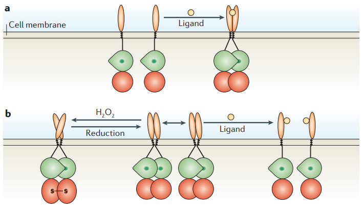 Regulation of receptor PTP function by dimerization 