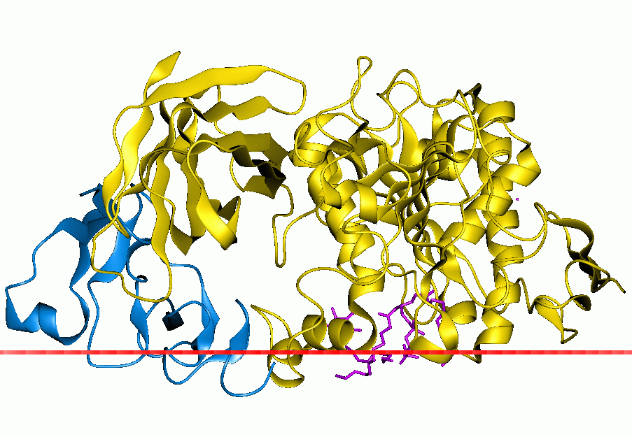 Protein structure of pancreatin.
