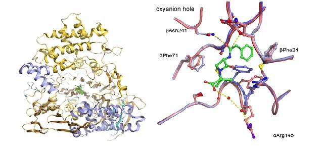 Penicillin Amidase