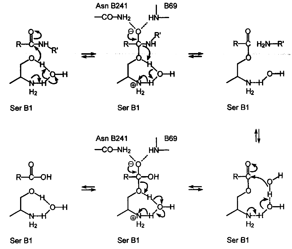 Penicillin Amidase