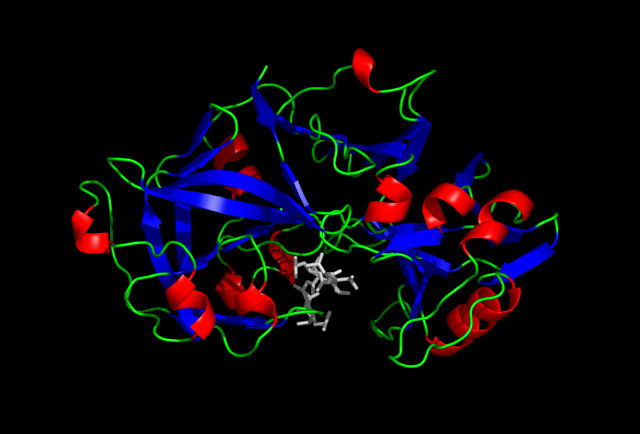Protein structure of pepsin.