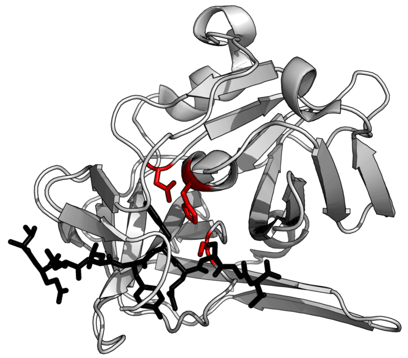 Structure of peptidase