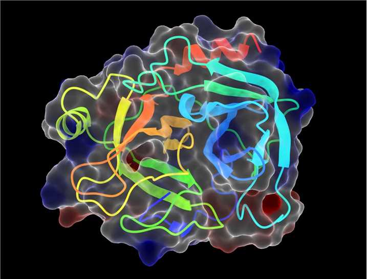 One of endopeptidases