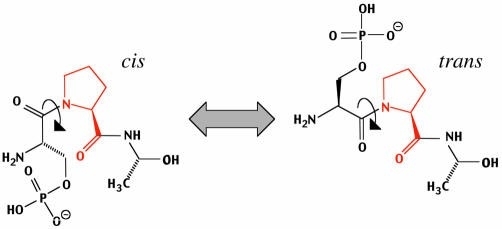 Peptidyl-prolyl isomerisation. Cis/trans isomerisation of the peptide bond (arrow) preceding proline (in red) in the tri-peptide pSer-Pro-Ala