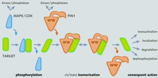 Two-step tag and twist mechanism involving a protein kinase and PPI