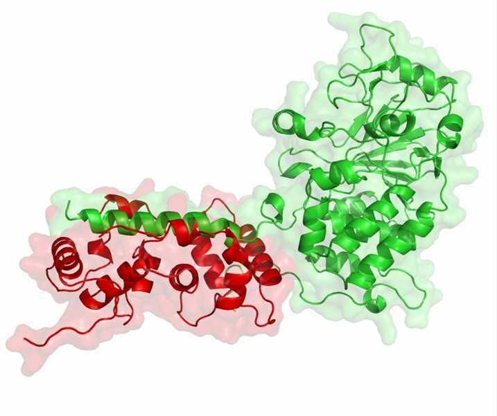 Structure of phosphatases