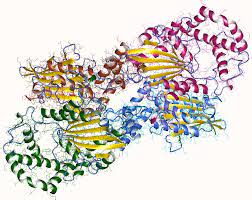 Acid phosphatase