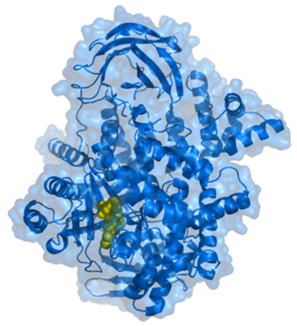 Phosphatidyl inositol 3'kinase-related kinases (PIKK) family