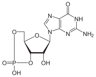 cGMP