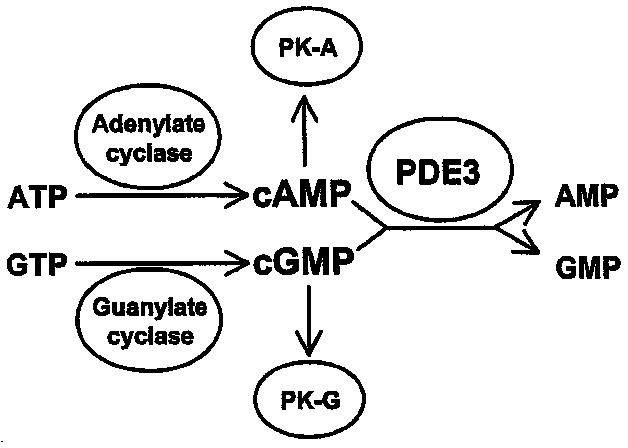 Role of PDE3 in cAMP- and cGMP-mediated signal transduction.