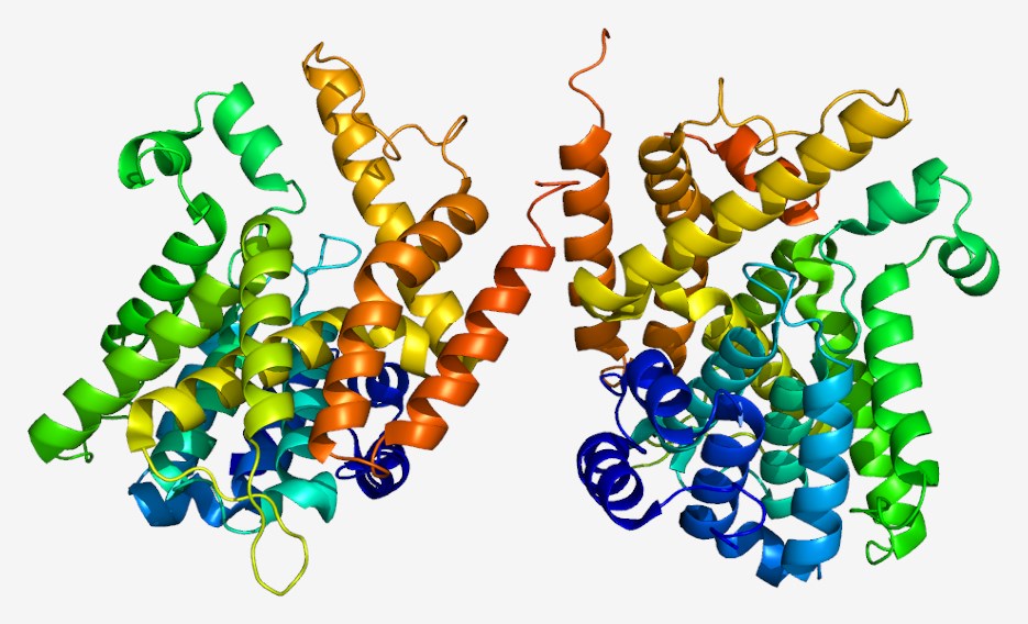 Phosphodiesterase 4