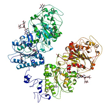 Enzyme Activity Measurement for Phosphodiesterase I