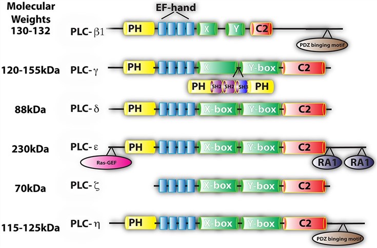 Structures of the 6 different identified members of  the PLC family