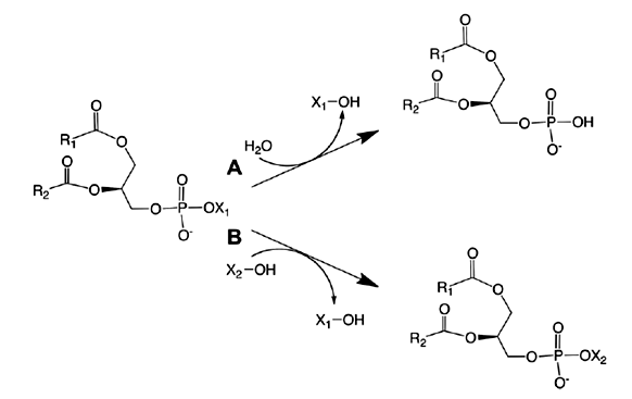 Enzyme Activity Measurement for Phospholipase D