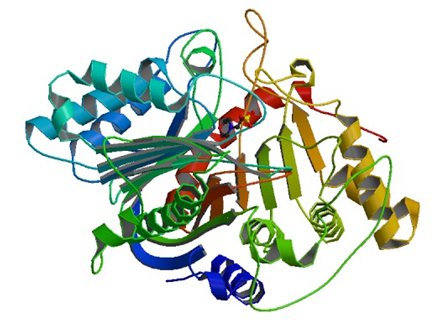 Enzyme Activity Measurement for Phospholipase D